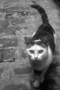 chat
